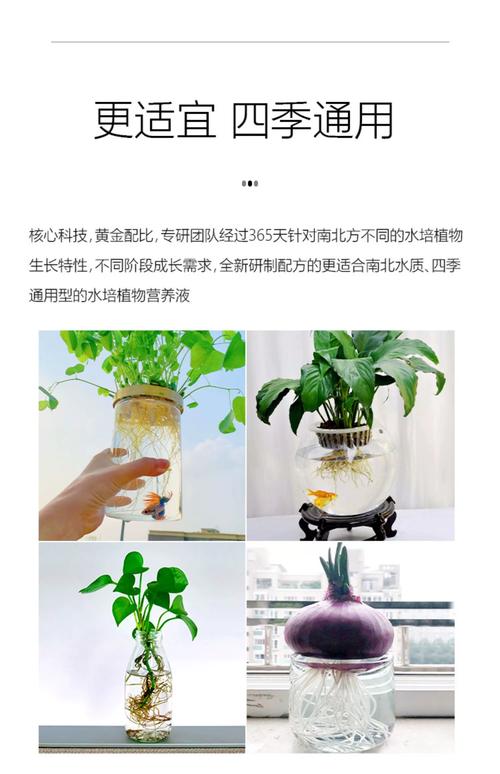 自制水培观叶植物营养液怎么配?-第1张图片-吾爱花网 自制水培观叶植物营养液怎么配?-第1张图片-吾爱花网
