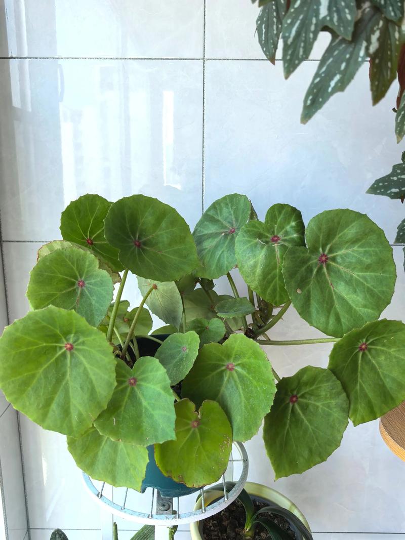 大型绿植盆栽适合用什么土？-第3张图片-吾爱花网