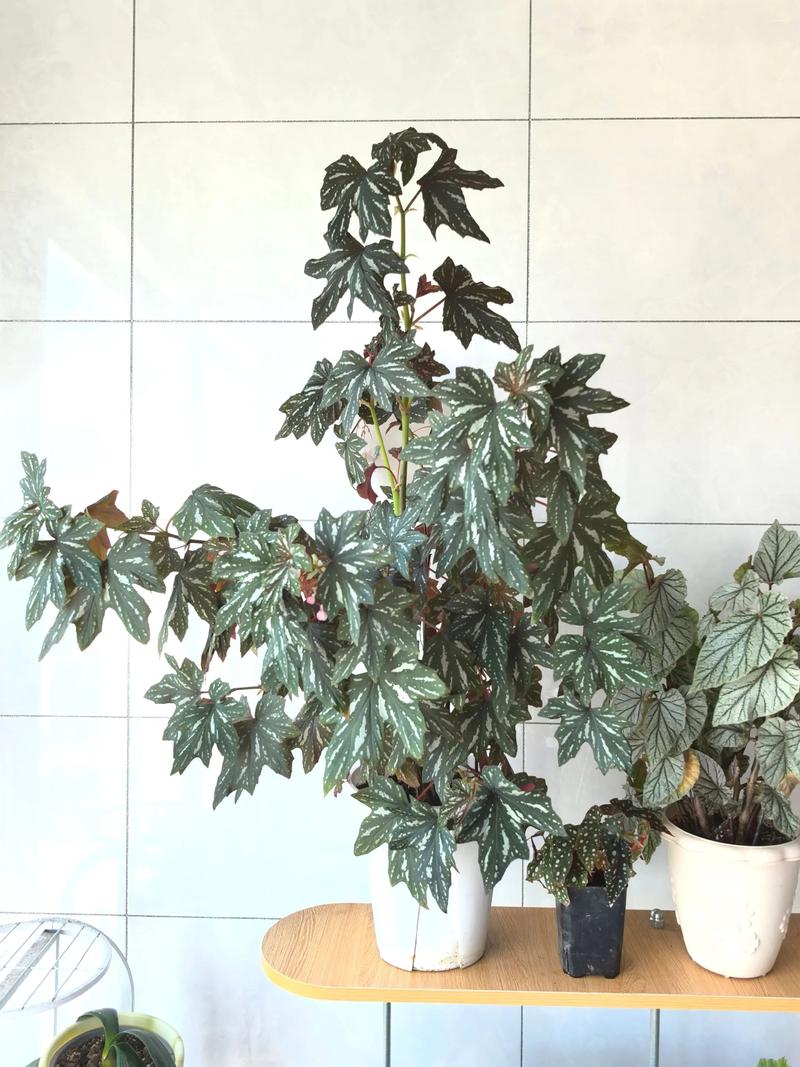 大型绿植盆栽适合用什么土?-第2张图片-吾爱花网 大型绿植盆栽适合用什么土?-第2张图片-吾爱花网