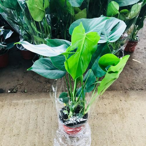 大型绿植盆栽适合用什么土?-第1张图片-吾爱花网 大型绿植盆栽适合用什么土?-第1张图片-吾爱花网