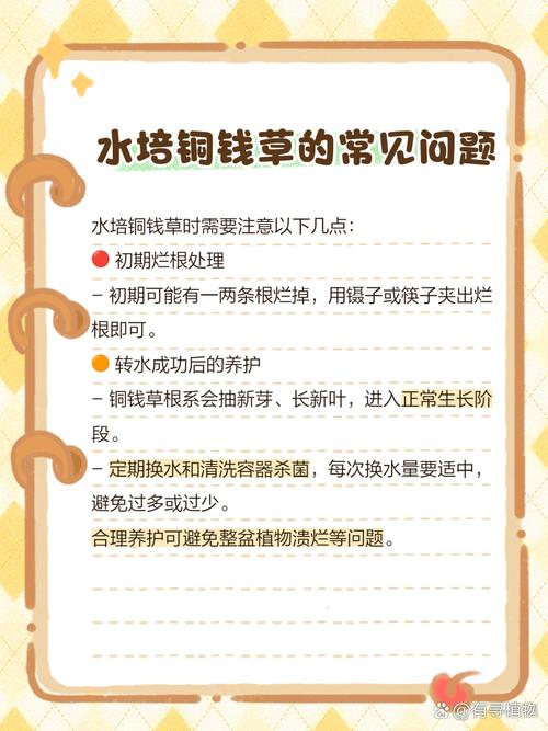 铜钱草水培为何总烂根?-第2张图片-吾爱花网 铜钱草水培为何总烂根?-第2张图片-吾爱花网
