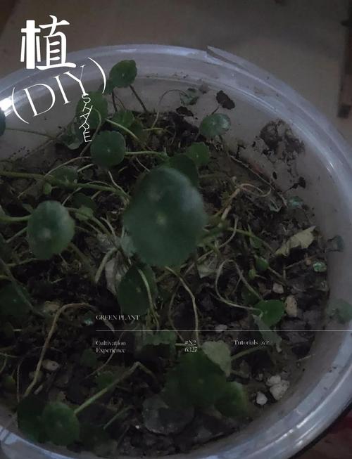 铜钱草水培为何总烂根?-第1张图片-吾爱花网 铜钱草水培为何总烂根?-第1张图片-吾爱花网