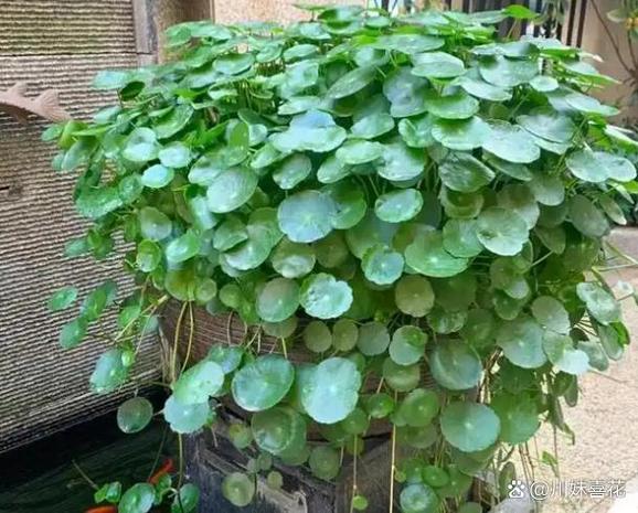 铜钱草水培为何总烂根？-第3张图片-吾爱花网