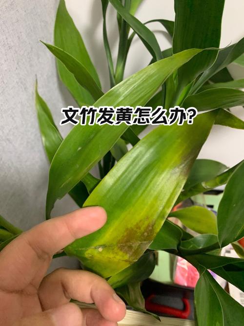 水培文竹干黄咋补救?-第2张图片-吾爱花网 水培文竹干黄咋补救?-第2张图片-吾爱花网