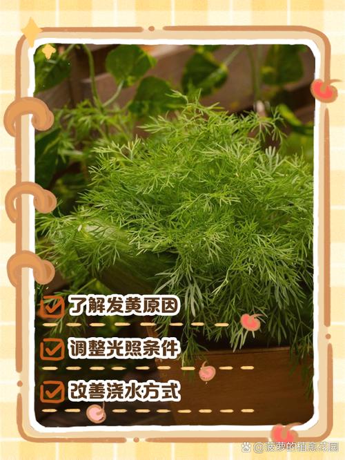 水培文竹干黄咋补救?-第3张图片-吾爱花网 水培文竹干黄咋补救?-第3张图片-吾爱花网