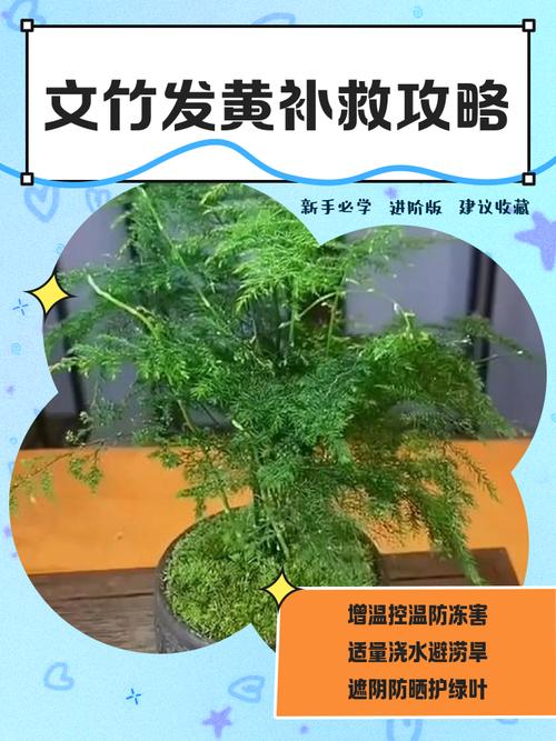 水培文竹干黄咋补救?-第1张图片-吾爱花网 水培文竹干黄咋补救?-第1张图片-吾爱花网