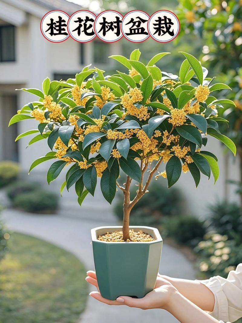 盆栽桂花生长需哪些关键环境条件?-第1张图片-吾爱花网 盆栽桂花生长需哪些关键环境条件?-第1张图片-吾爱花网