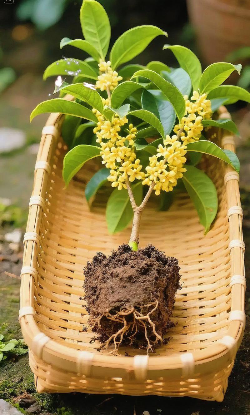 盆栽桂花生长需哪些关键环境条件?-第3张图片-吾爱花网 盆栽桂花生长需哪些关键环境条件?-第3张图片-吾爱花网