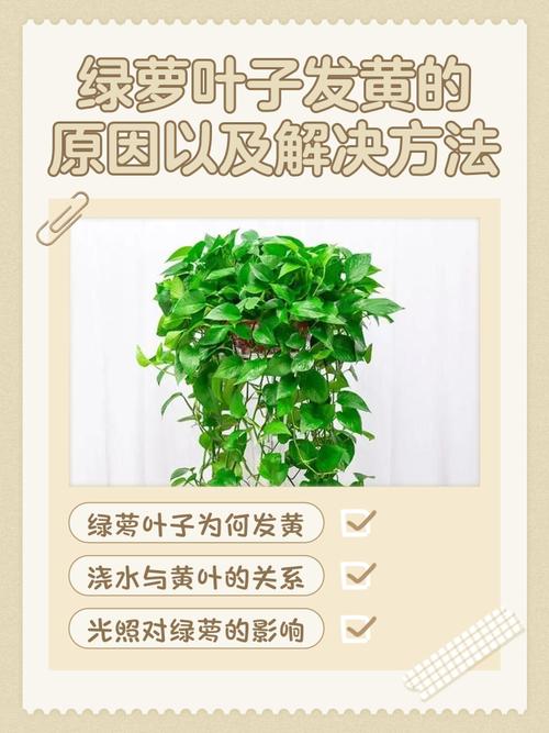 水培绿萝根发黑是生病了吗?-第1张图片-吾爱花网 水培绿萝根发黑是生病了吗?-第1张图片-吾爱花网