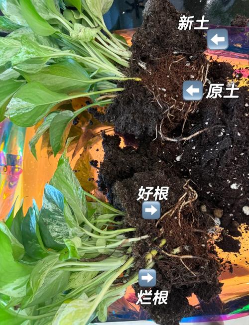 水培绿萝根发黑是生病了吗?-第2张图片-吾爱花网 水培绿萝根发黑是生病了吗?-第2张图片-吾爱花网