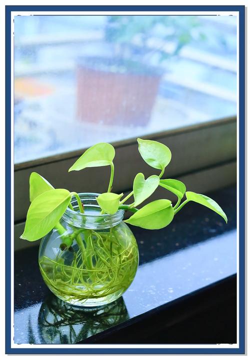 水培绿萝根发黑是生病了吗?-第3张图片-吾爱花网 水培绿萝根发黑是生病了吗?-第3张图片-吾爱花网