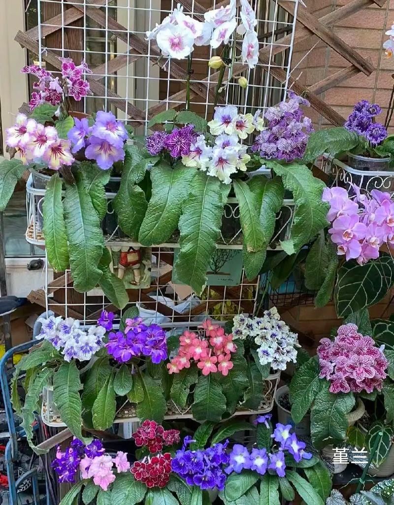 盆栽非洲堇几月开花？-第3张图片-吾爱花网