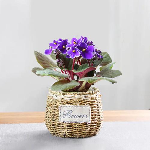 盆栽非洲堇几月开花？-第1张图片-吾爱花网