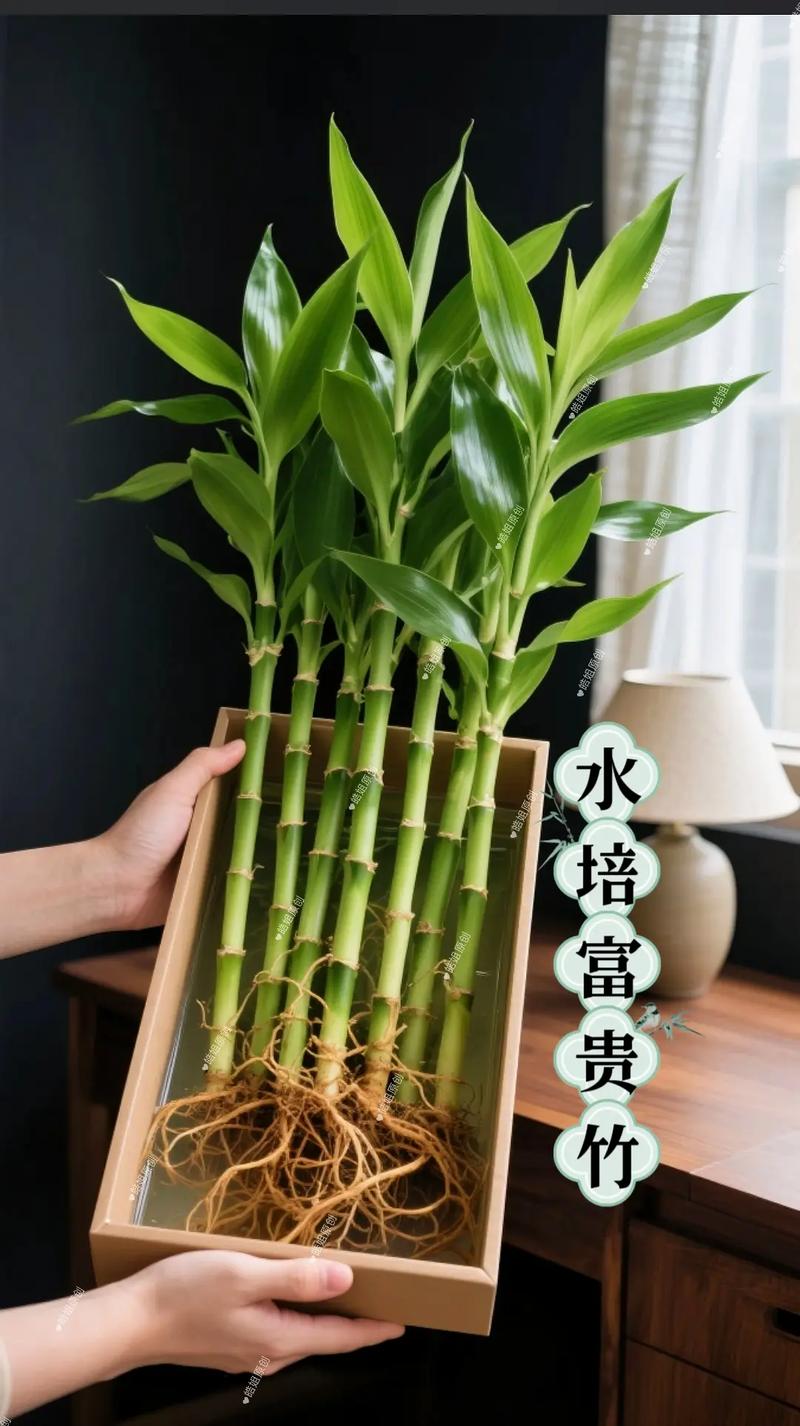 富贵竹根要修剪吗?-第1张图片-吾爱花网 富贵竹根要修剪吗?-第1张图片-吾爱花网