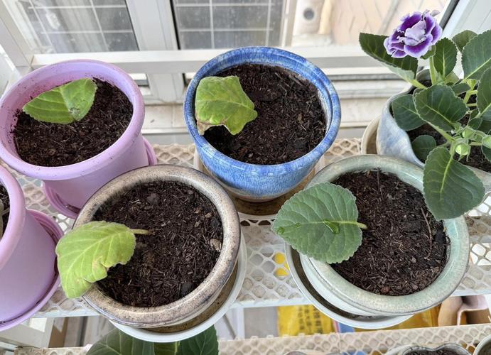 盆栽大岩桐怎么养才开花?-第3张图片-吾爱花网 盆栽大岩桐怎么养才开花?-第3张图片-吾爱花网