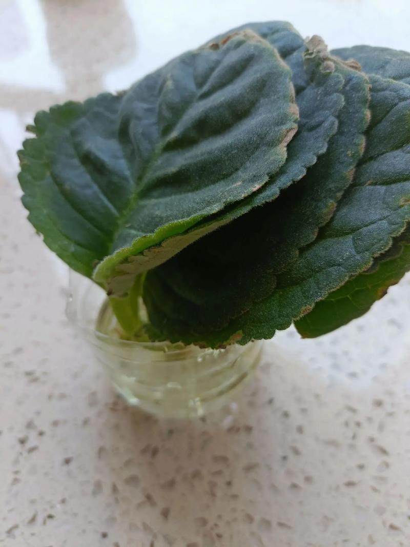 盆栽大岩桐怎么养才开花?-第1张图片-吾爱花网 盆栽大岩桐怎么养才开花?-第1张图片-吾爱花网