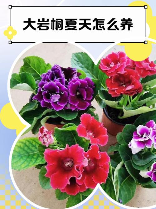 盆栽大岩桐怎么养才开花?-第2张图片-吾爱花网 盆栽大岩桐怎么养才开花?-第2张图片-吾爱花网