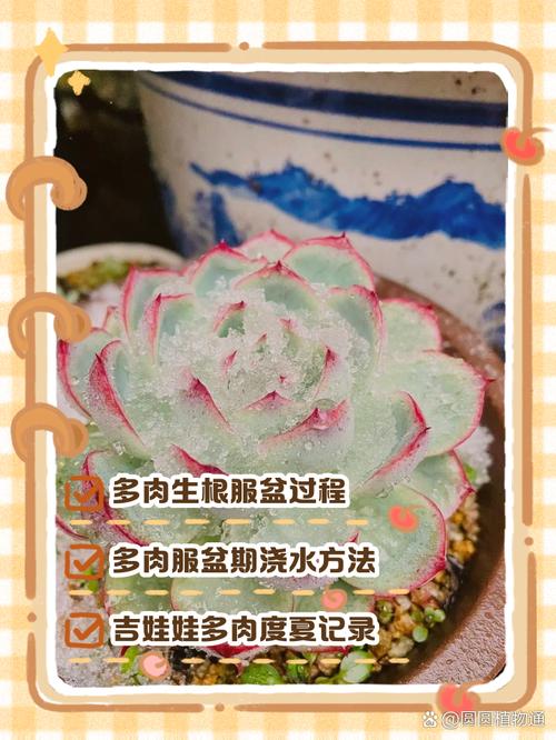 种多肉朝向哪个方向好-第3张图片-吾爱花网 种多肉朝向哪个方向好-第3张图片-吾爱花网