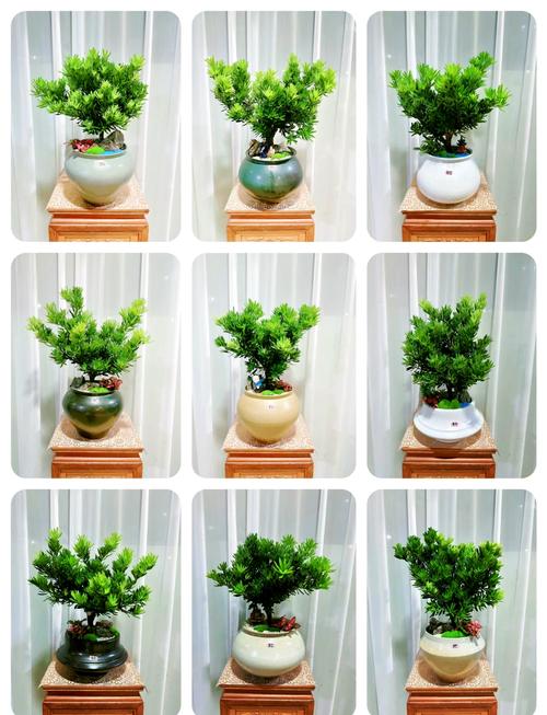 小罗汉松盆栽图片大全-第2张图片-吾爱花网