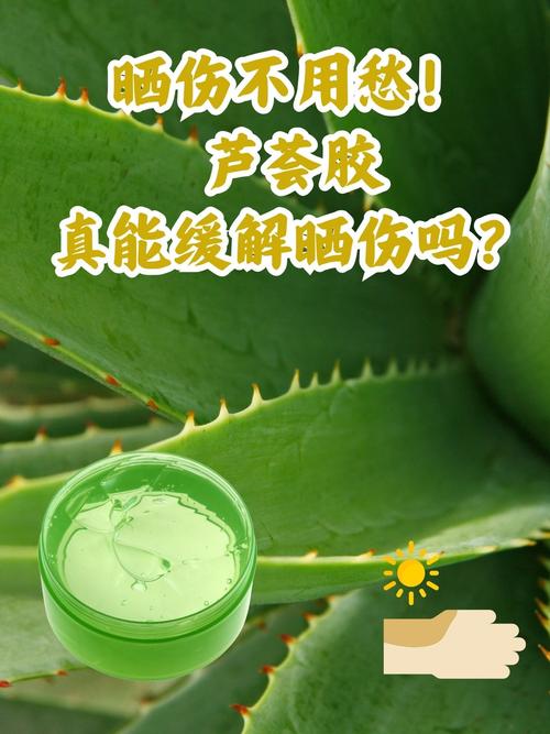 盆栽芦荟晒伤后怎么处理?-第3张图片-吾爱花网 盆栽芦荟晒伤后怎么处理?-第3张图片-吾爱花网