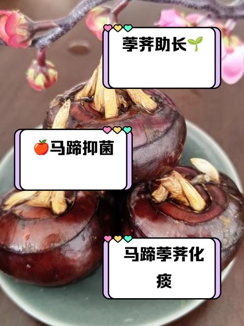 盆栽荸荠怎么种？肥料该怎么选？-第2张图片-吾爱花网