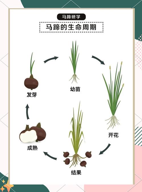 盆栽荸荠怎么种?肥料该怎么选?-第1张图片-吾爱花网 盆栽荸荠怎么种?肥料该怎么选?-第1张图片-吾爱花网