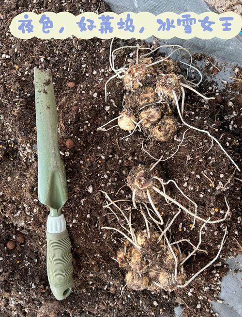 盆栽荸荠怎么种?肥料该怎么选?-第3张图片-吾爱花网 盆栽荸荠怎么种?肥料该怎么选?-第3张图片-吾爱花网