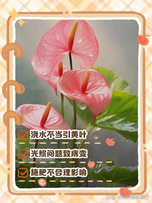 水培红掌叶子发黄焦边干-第1张图片-吾爱花网 水培红掌叶子发黄焦边干-第1张图片-吾爱花网