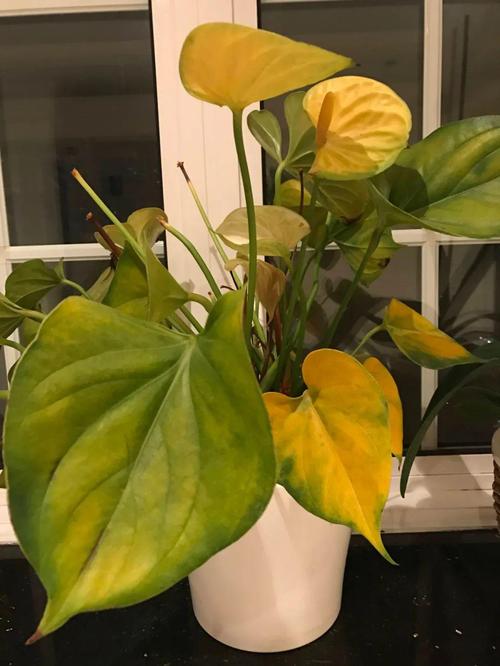 水培红掌叶子发黄焦边干-第2张图片-吾爱花网