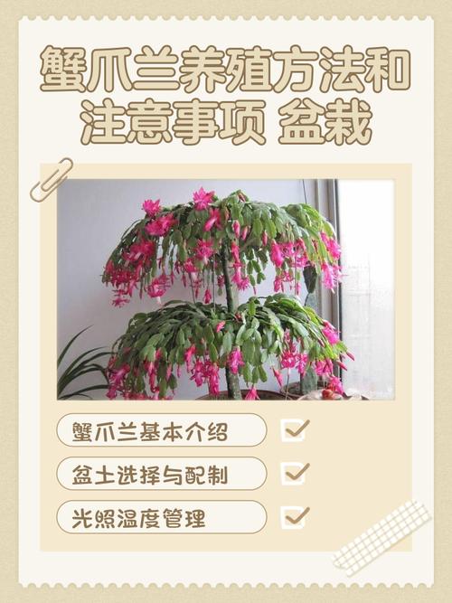 冬天盆栽蟹爪兰怎么养护？-第1张图片-吾爱花网