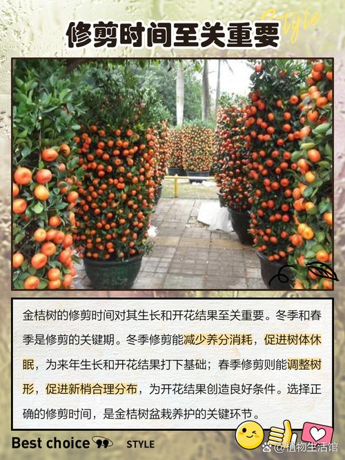 金桔盆栽几月移栽最合适?-第1张图片-吾爱花网 金桔盆栽几月移栽最合适?-第1张图片-吾爱花网