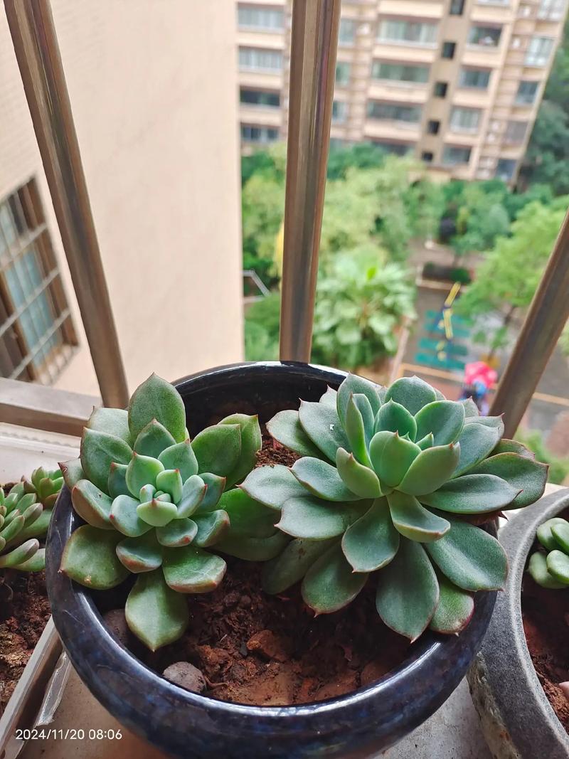 刚栽种的多肉多久浇水-第2张图片-吾爱花网 刚栽种的多肉多久浇水-第2张图片-吾爱花网