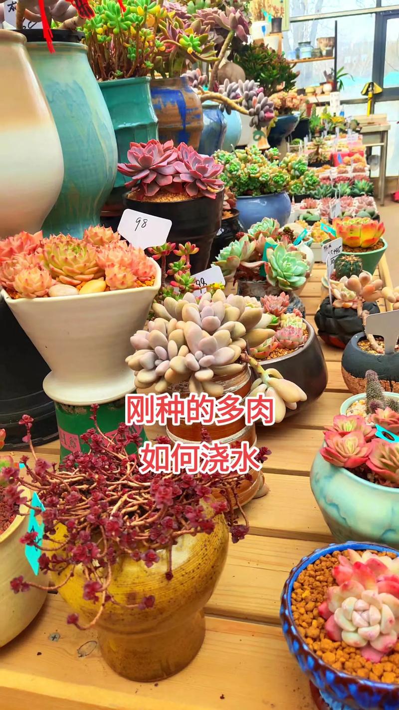 刚栽种的多肉多久浇水-第3张图片-吾爱花网