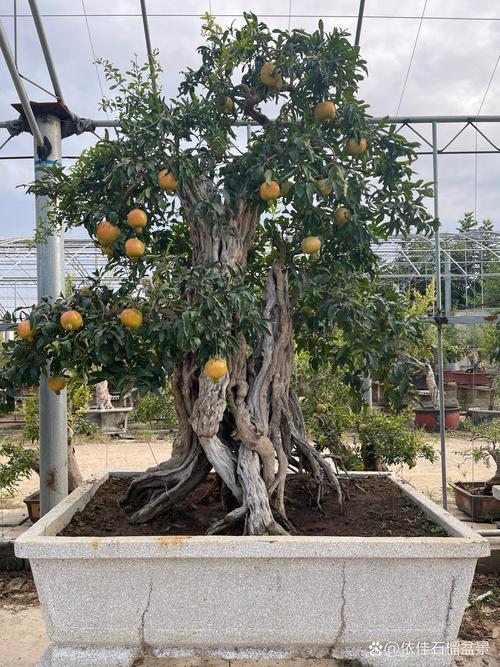 石榴盆栽几月份移栽好-第1张图片-吾爱花网 石榴盆栽几月份移栽好-第1张图片-吾爱花网