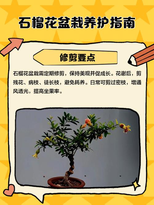 石榴盆栽几月份移栽好-第3张图片-吾爱花网 石榴盆栽几月份移栽好-第3张图片-吾爱花网