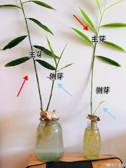 水培植物怎么种?方法步骤有哪些?-第1张图片-吾爱花网 水培植物怎么种?方法步骤有哪些?-第1张图片-吾爱花网