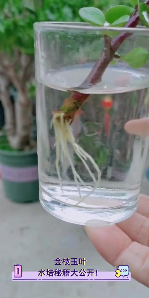 金枝玉叶水培生根怎么养-第3张图片-吾爱花网