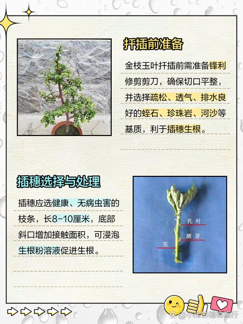 金枝玉叶水培生根怎么养-第1张图片-吾爱花网