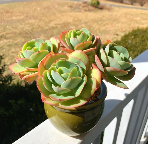 多肉大叶碧桃品种介绍-第2张图片-吾爱花网