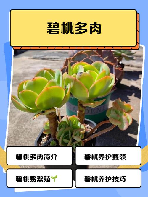 多肉大叶碧桃品种介绍-第1张图片-吾爱花网