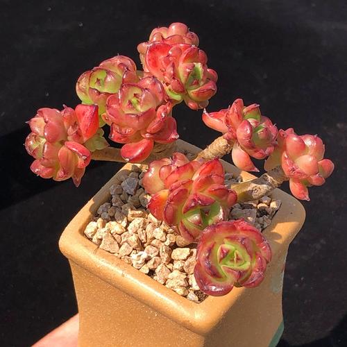 夏天蜡牡丹多肉怎么养才不烂根？-第1张图片-吾爱花网