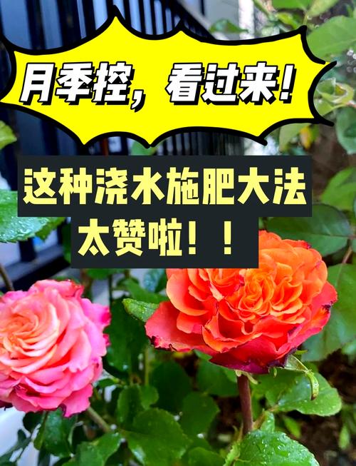 月季水培最佳月份是几月？-第3张图片-吾爱花网