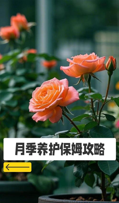 月季水培最佳月份是几月？-第2张图片-吾爱花网