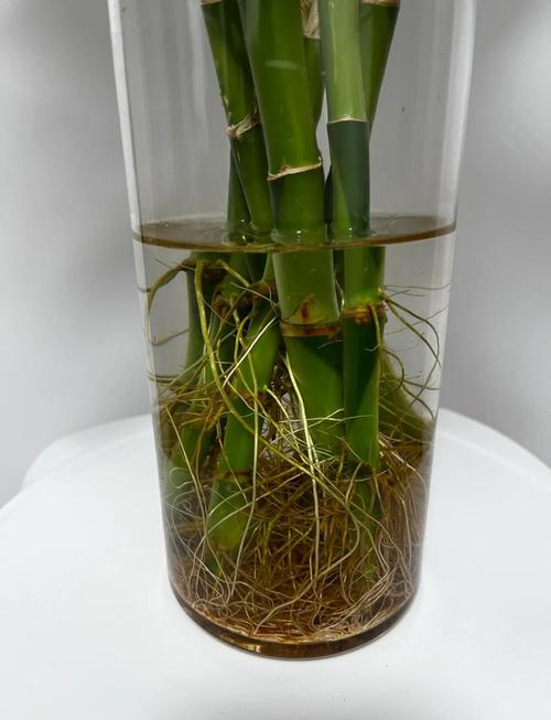 富贵竹水培咋生根快?-第1张图片-吾爱花网 富贵竹水培咋生根快?-第1张图片-吾爱花网