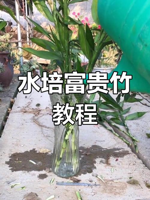 富贵竹水培咋生根快？-第3张图片-吾爱花网