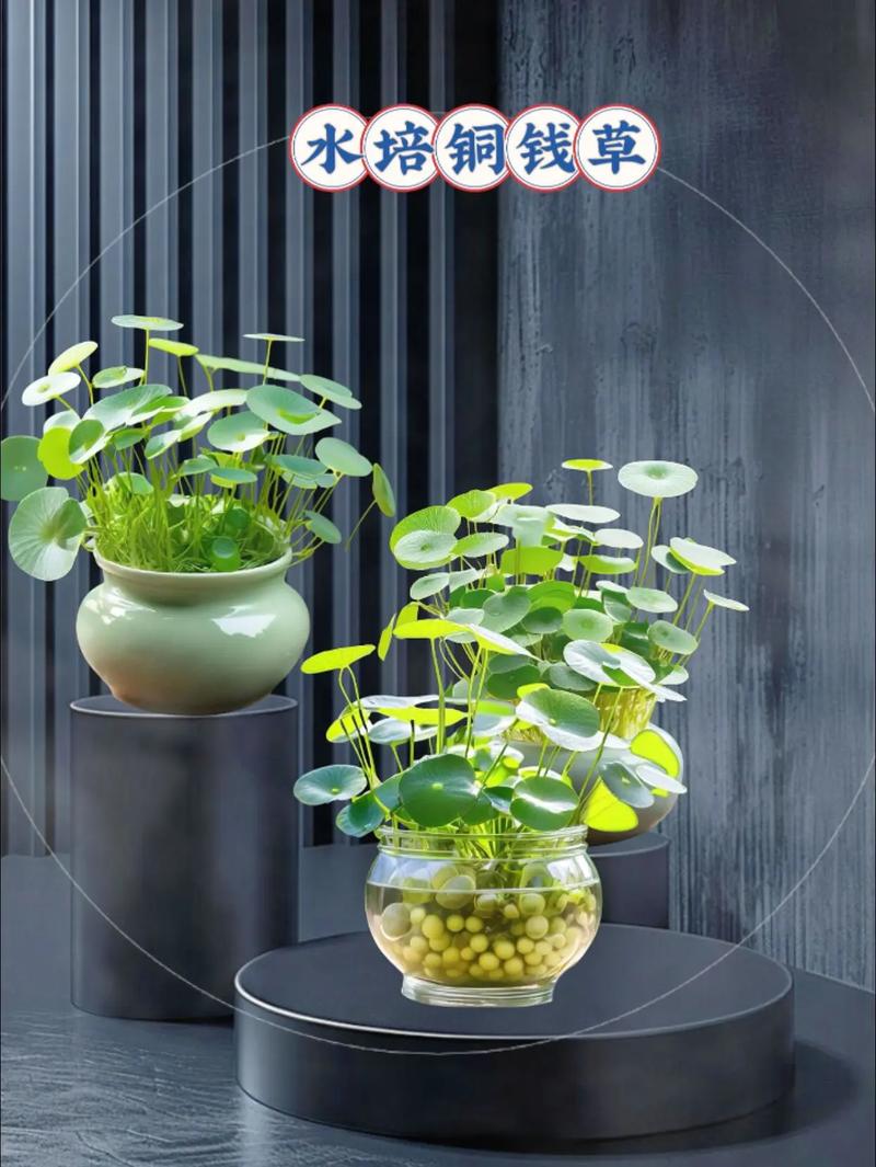 水培铜钱草冬天能种活吗?-第1张图片-吾爱花网 水培铜钱草冬天能种活吗?-第1张图片-吾爱花网