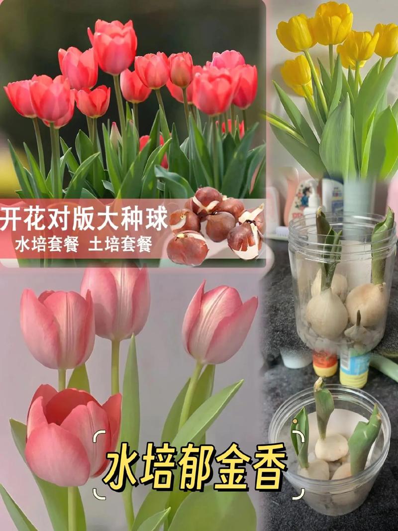 郁金香水培种球怎么养才开花?-第3张图片-吾爱花网 郁金香水培种球怎么养才开花?-第3张图片-吾爱花网