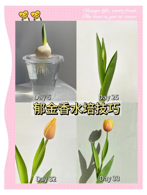 郁金香水培种球怎么养才开花?-第2张图片-吾爱花网 郁金香水培种球怎么养才开花?-第2张图片-吾爱花网