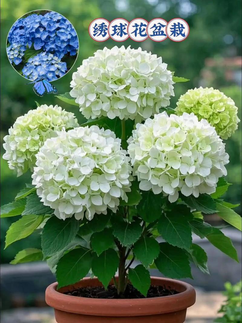 盆栽绣球花价格差异大吗?-第1张图片-吾爱花网 盆栽绣球花价格差异大吗?-第1张图片-吾爱花网