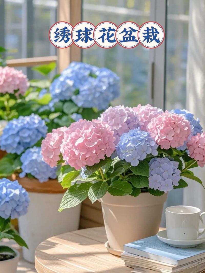 盆栽绣球花价格差异大吗?-第3张图片-吾爱花网 盆栽绣球花价格差异大吗?-第3张图片-吾爱花网